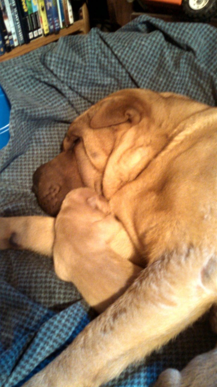 Donna's Sharpei-puppies